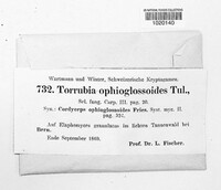 Elaphocordyceps ophioglossoides image